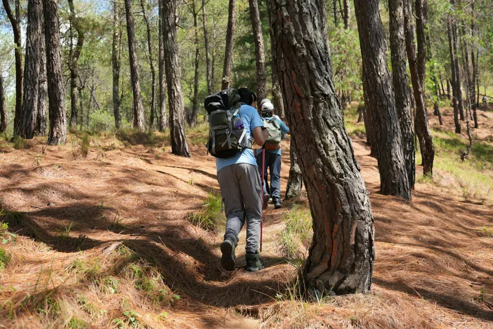 Hikers with backpacks walk along a needle-covered path through tall pines on the Champadevi hike