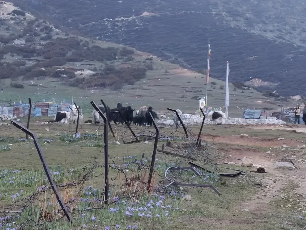 A herd of yaks on a hillside pasture at Kyanjin, seen through a barbed-wire fence with purple flowers
